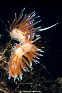Cratena Peregrina -Casteldaccia, Scoglio della Formica -I... by Antonio Venturelli 